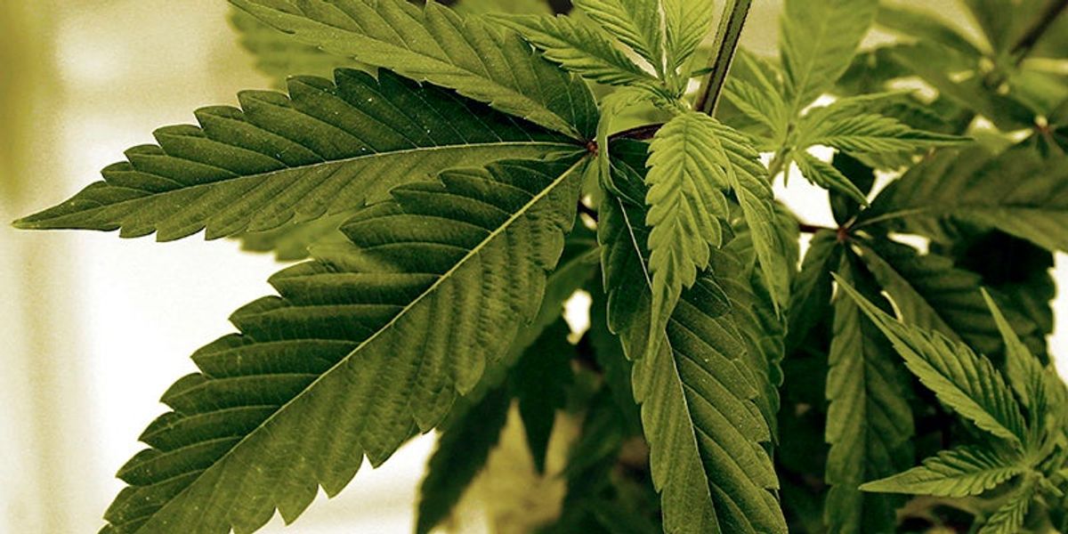 City moves cannabis ordinance out of work session