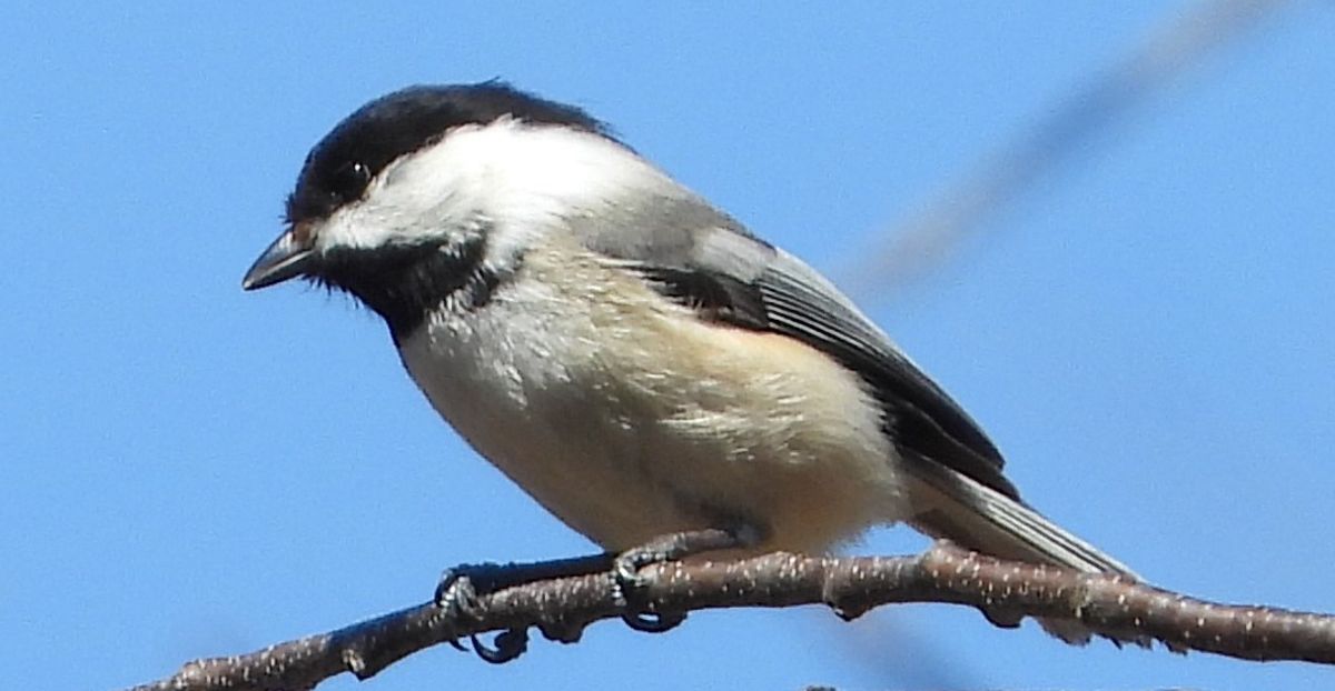 Nature Notes: How do one of the smallest birds survive Minnesota winters?