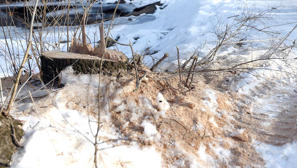 Housing and Redevelopment Authority of Austin launches WoodCHIP Revolving Loan Program