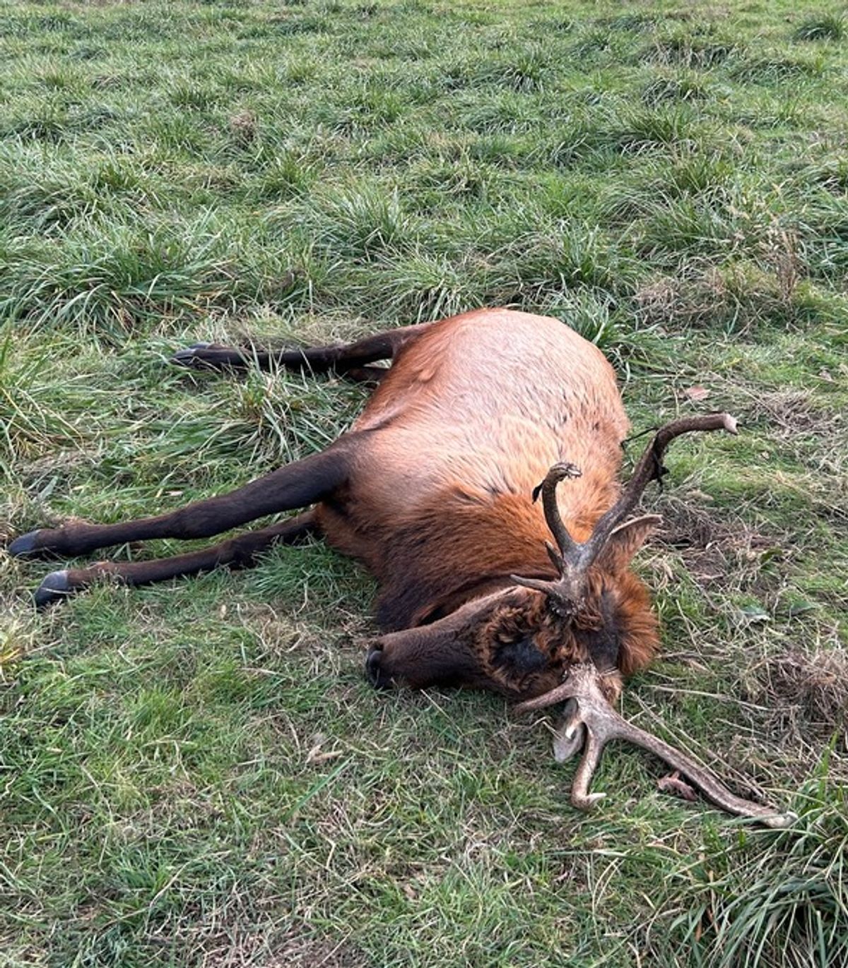 Kennedy Ranch Poaching MDC needs public help in finding who poached elk at Peck Ranch