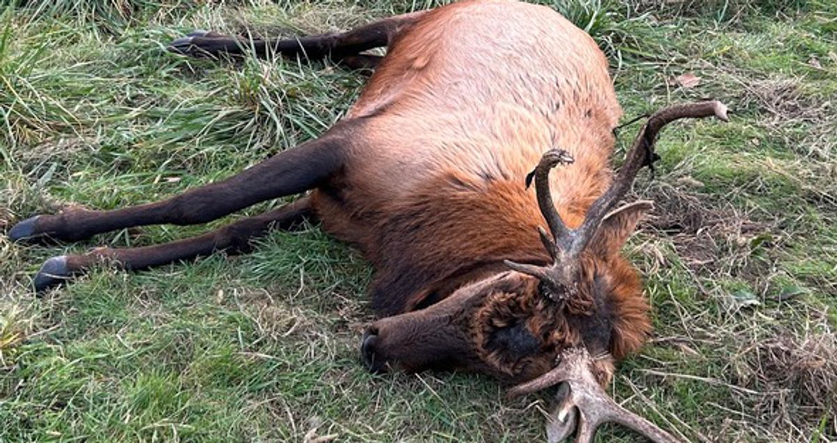 ‘Intentional, brazen’ killing of Missouri bull elk prompts $15,000 reward for information
