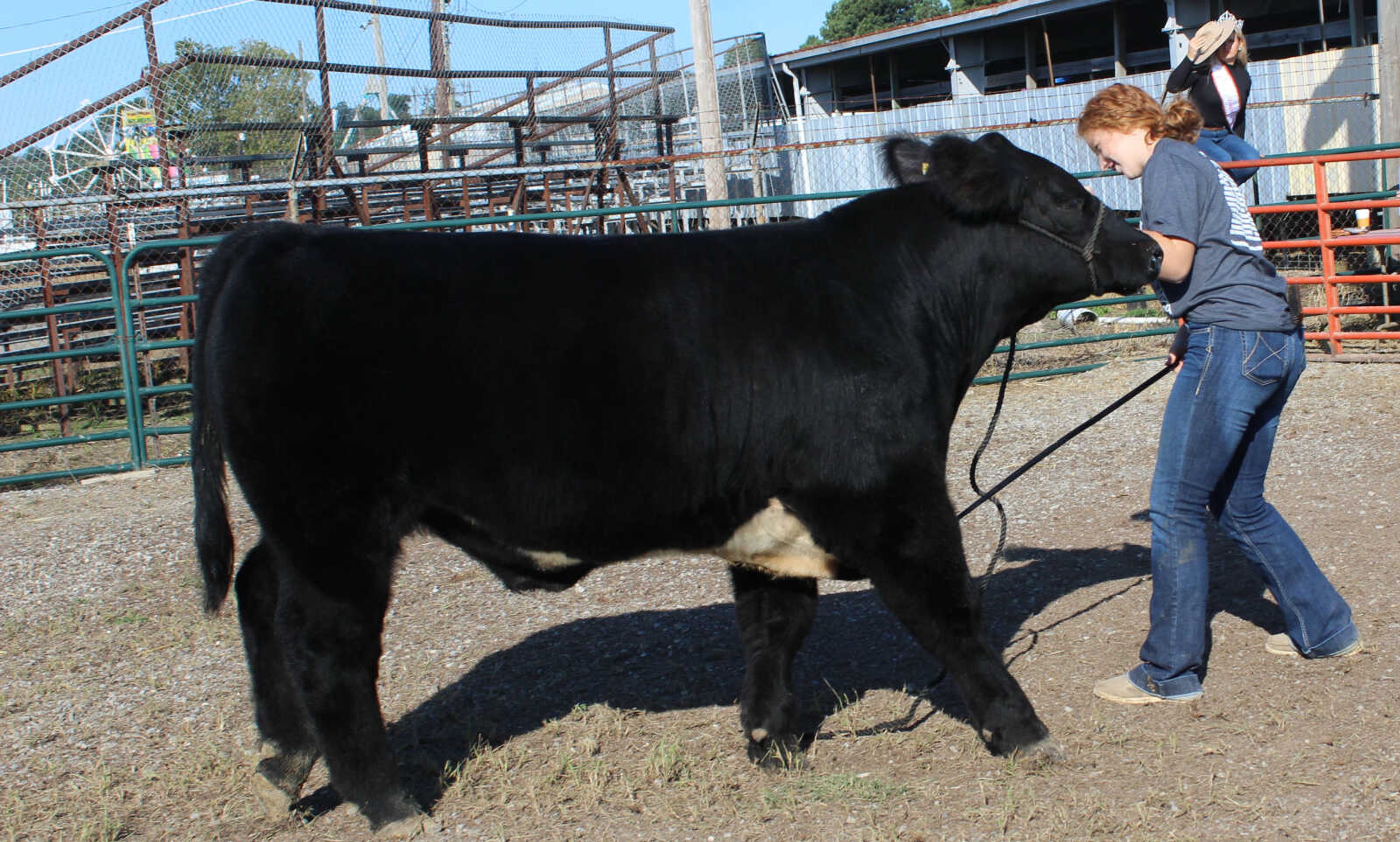Steer - Lily Stephens - FFA -  Grand Champion -  1,170 pounds - $5.75 a pound