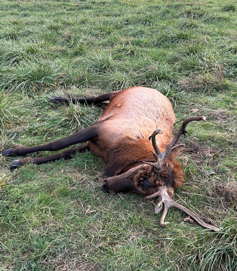 ‘Intentional, brazen’ killing of Missouri bull elk prompts