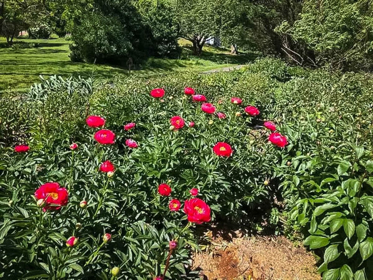 Peonies bloom bright at Ladybug Mountain Farm
