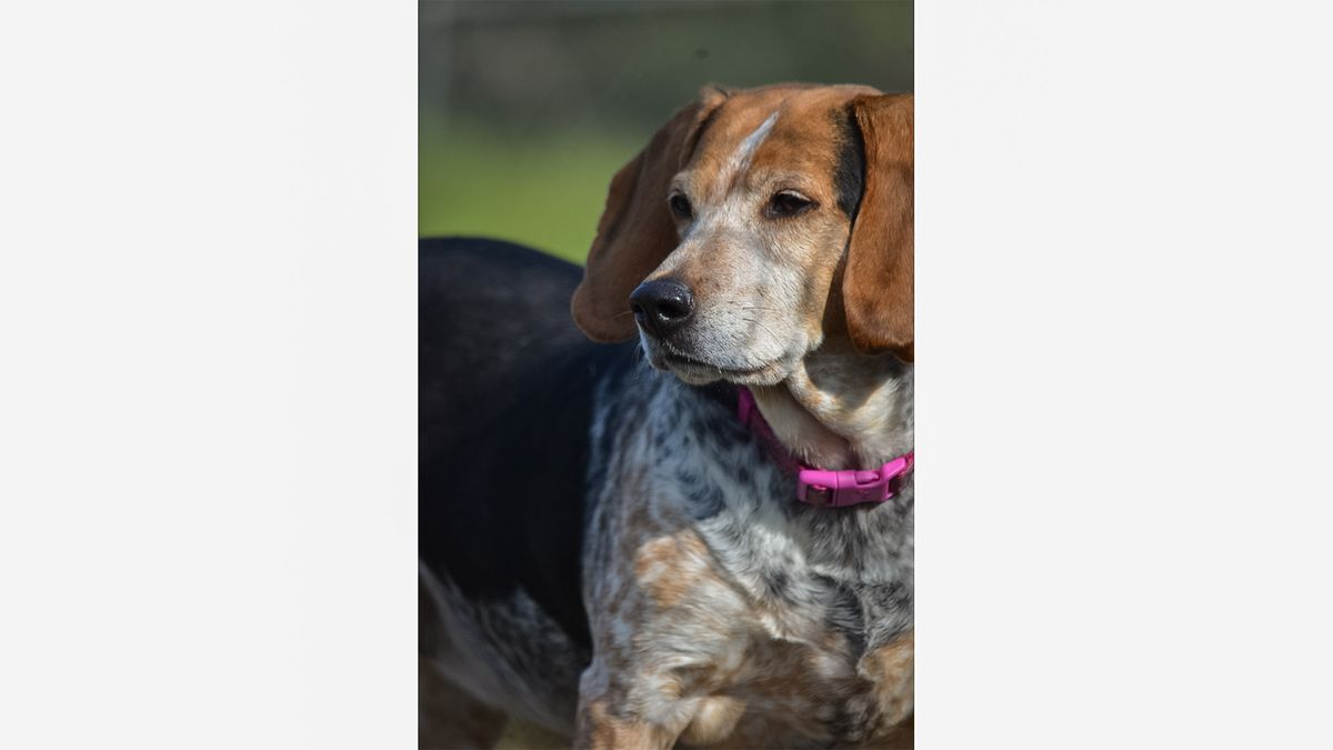 Meet Izzy, your new best friend