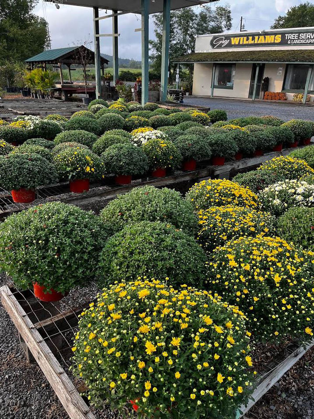 Fall arriving with mums and memories