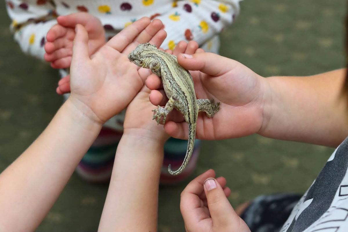Library features ‘Raging Reptiles’ program