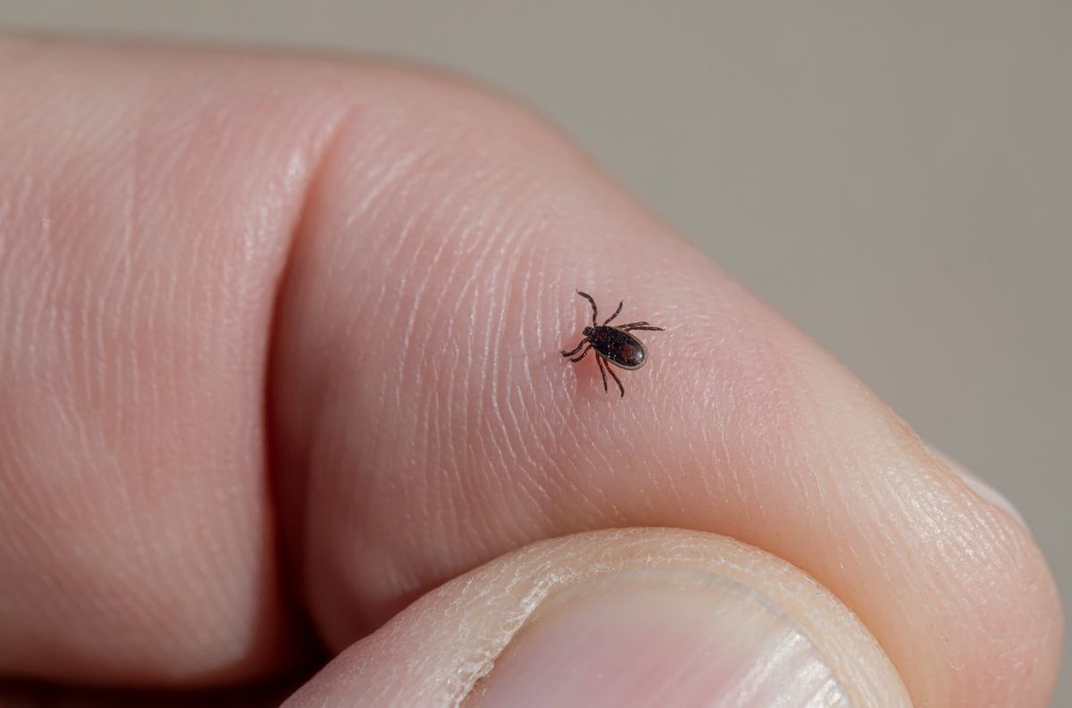 ‘Have a high index of suspicion’: Northern Va. doctor warns ...