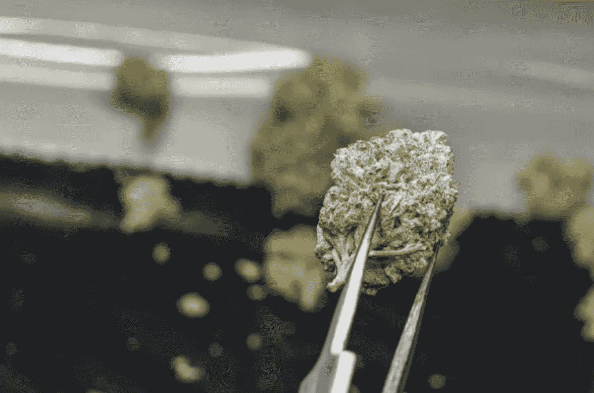 Minnesota lawmakers consider ways to ease backlogs at state’s two cannabis testing labs