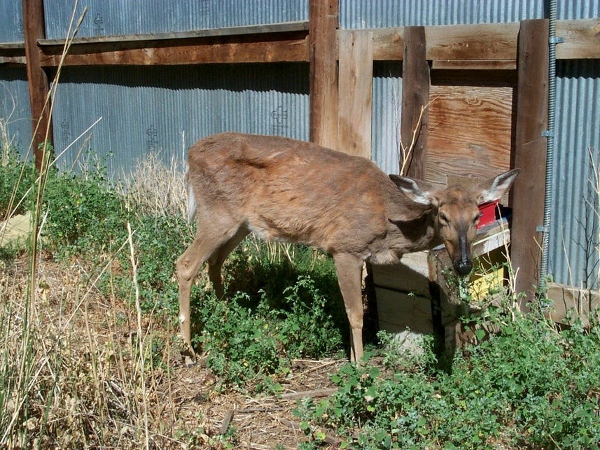 Chronic wasting disease on the rise in Minnesota, but still a 'rare event'