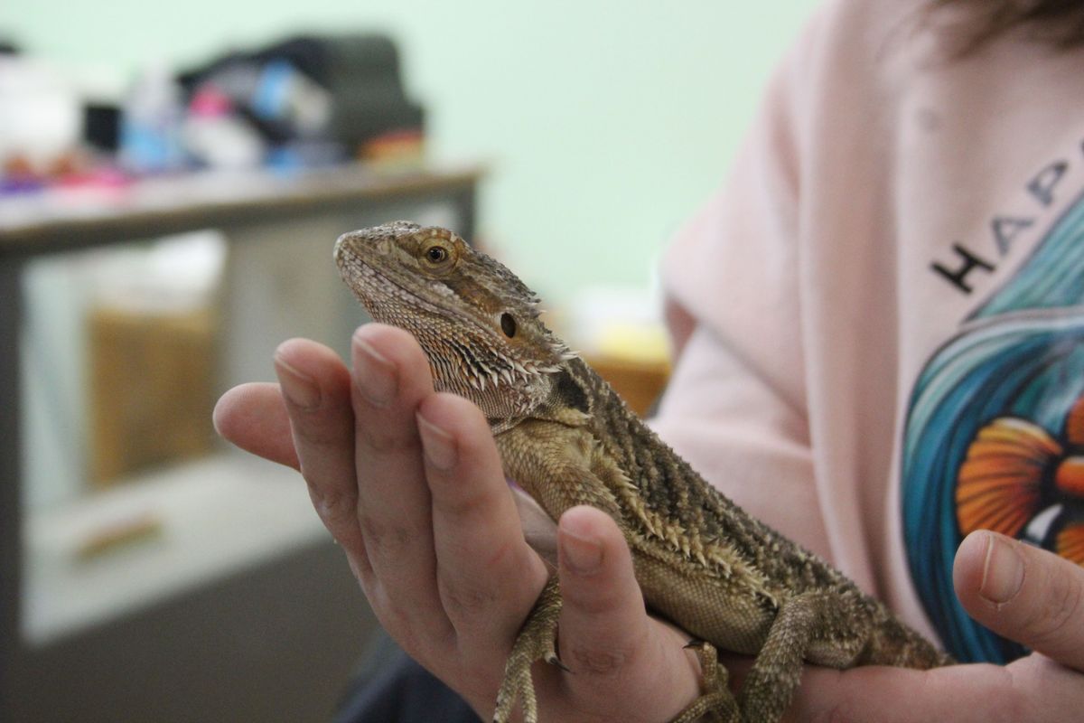 Family opens new pet store in Skyline specializing in exotic animals, …