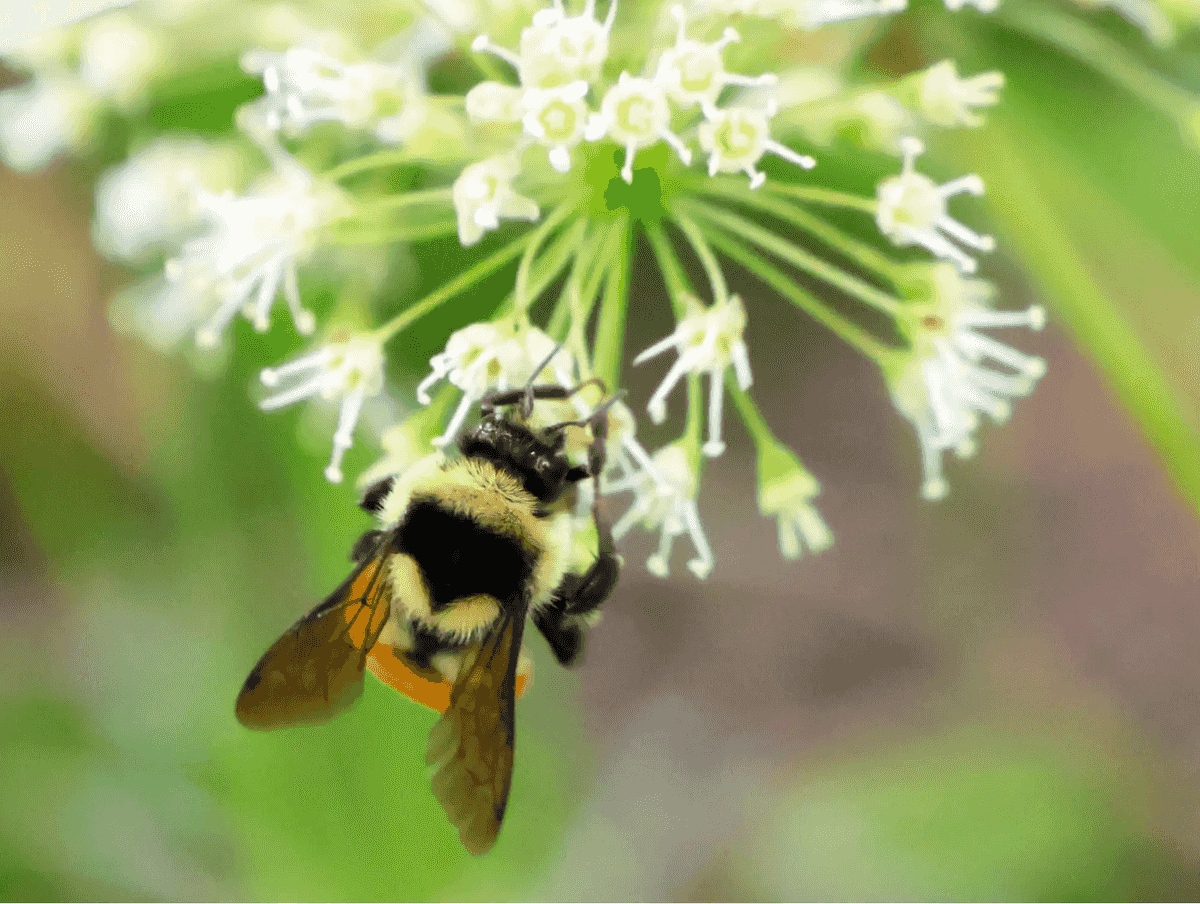 Library to host program on planting for pollinators