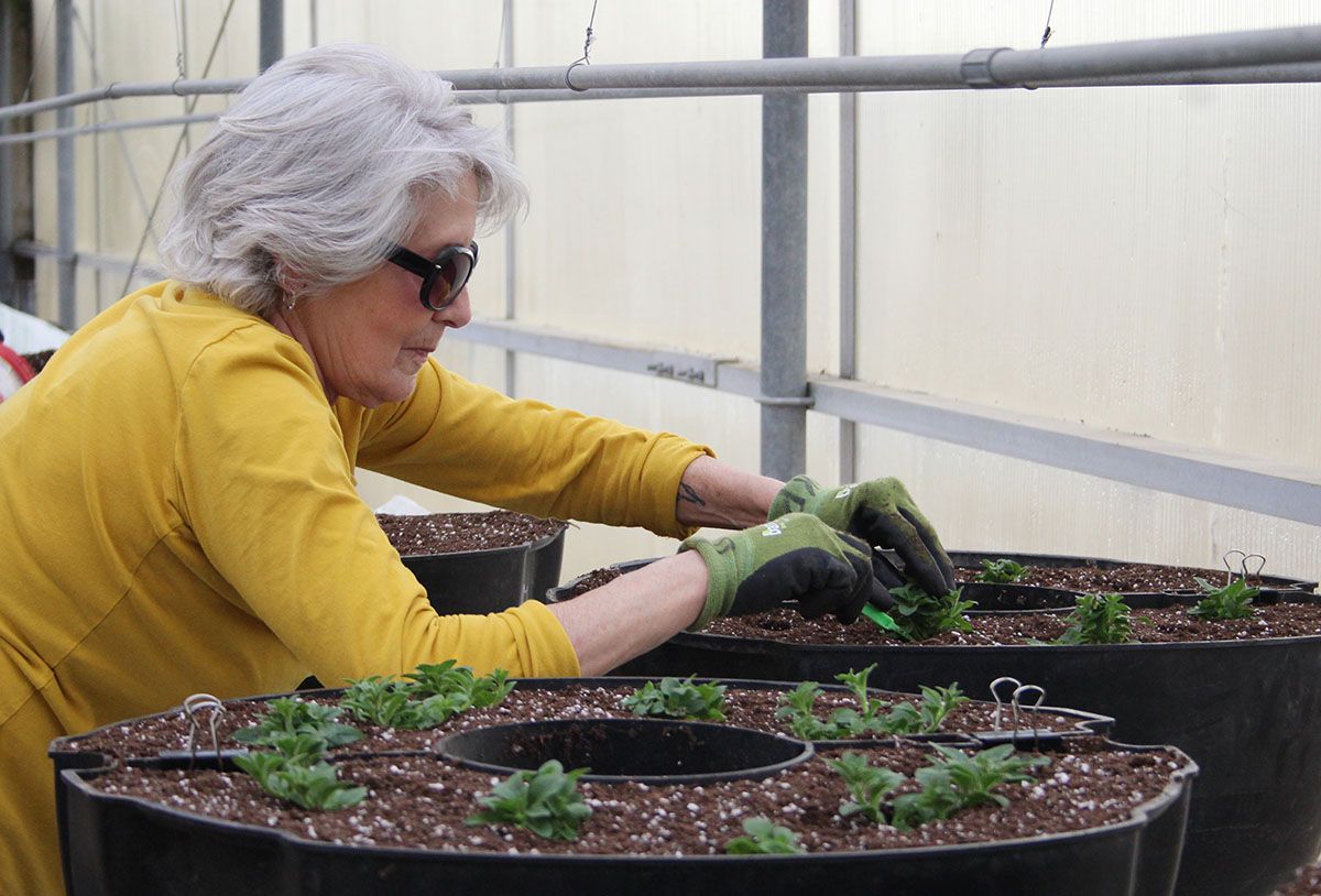 Established greenhouse and floral business gets ready for gardening season