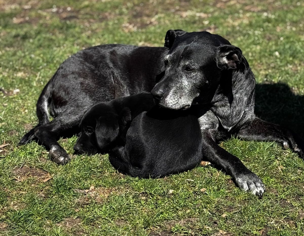 Hot dog!: Albert Lea veterinarian talks about keeping pets calm, safe during sum...