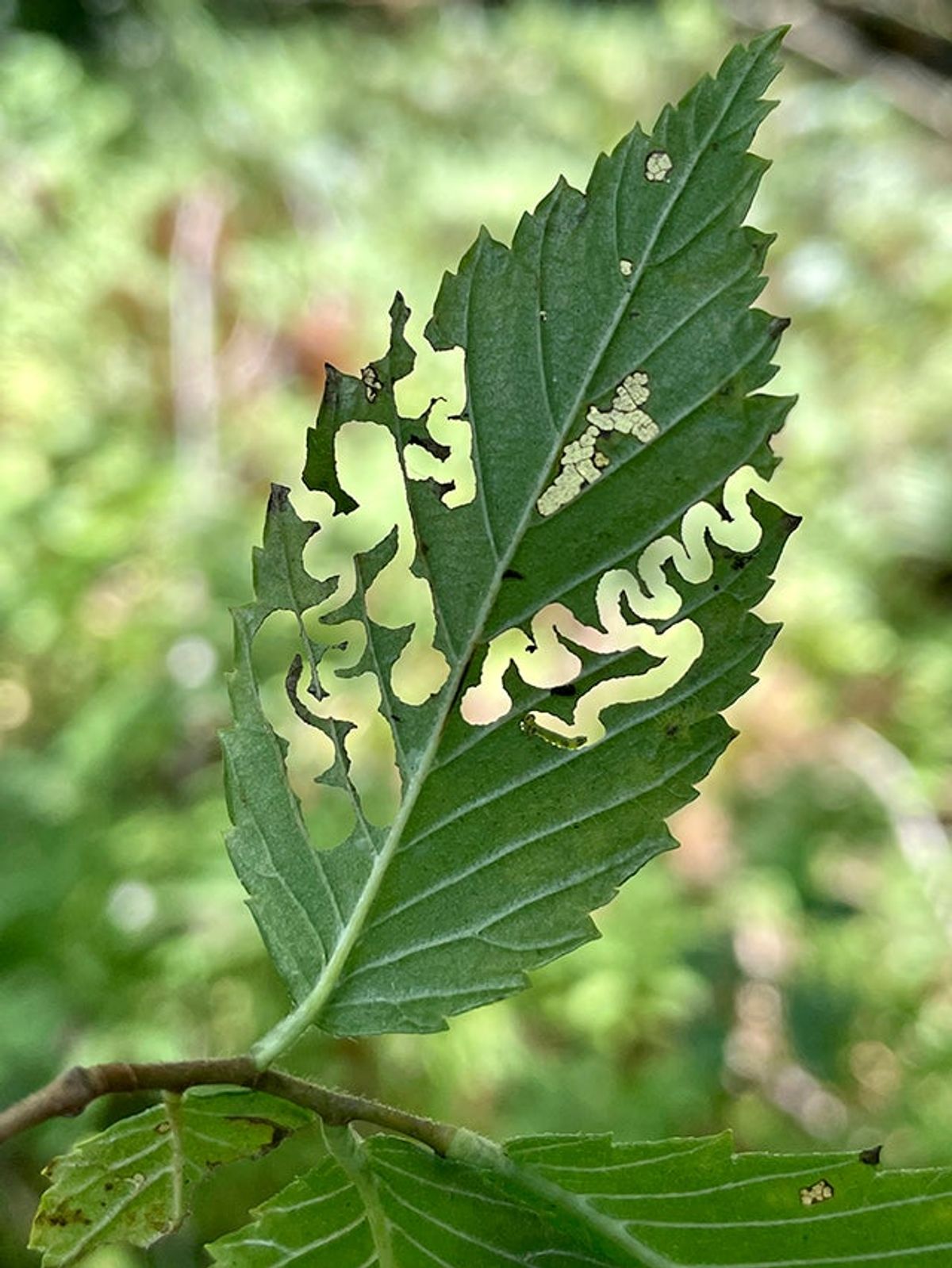 Invasive insect Elm Zigzag Sawfly found for the first time i...
