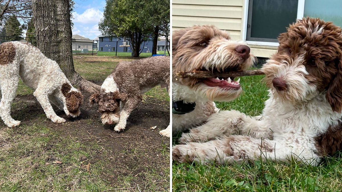 Minnesota Energy Resources looking for next ‘ambassadog,’ now accepting nominations