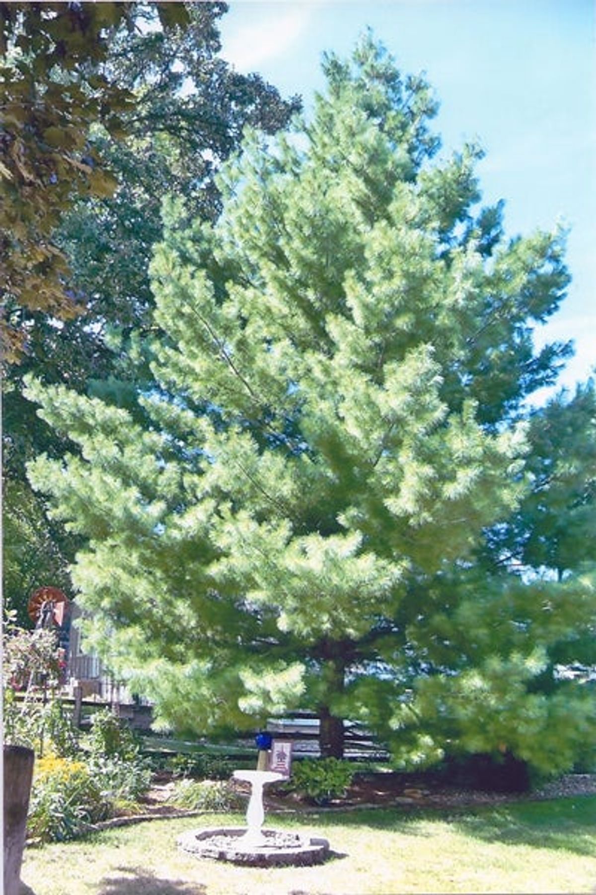Added Tree Adding trees and shrubs to the garden