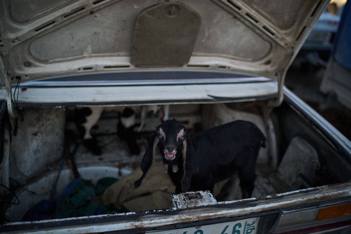 Photos of sheep and goats for sale at a West Bank livestock market