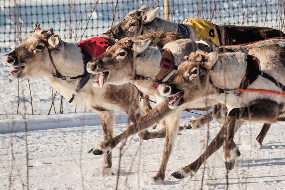 Photos show Salla Porocup reindeer racing in Finland