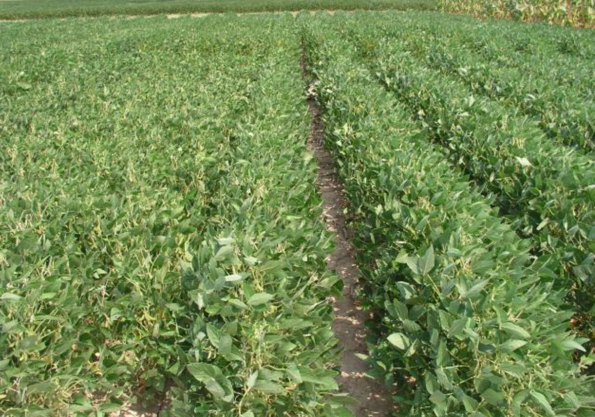 Early planting emerges as top driver of soybean yield in nearly 30 years of Missouri data