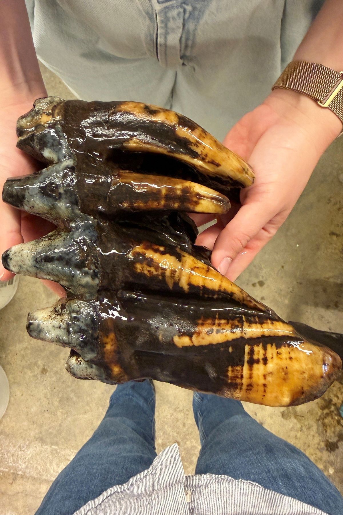 Well-preserved tooth from Pacific mastodon found in a creek ...