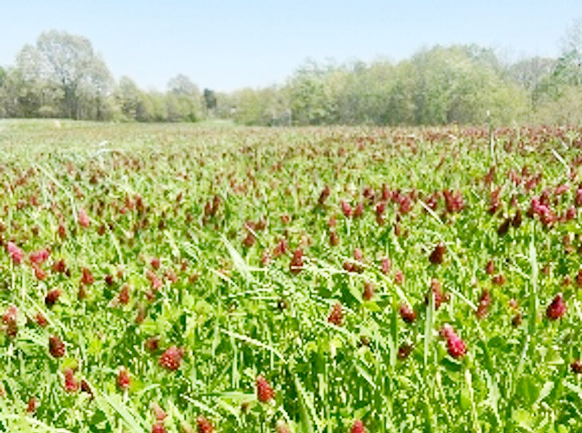 Missouri to host free webinar on wildlife food plots and dee...