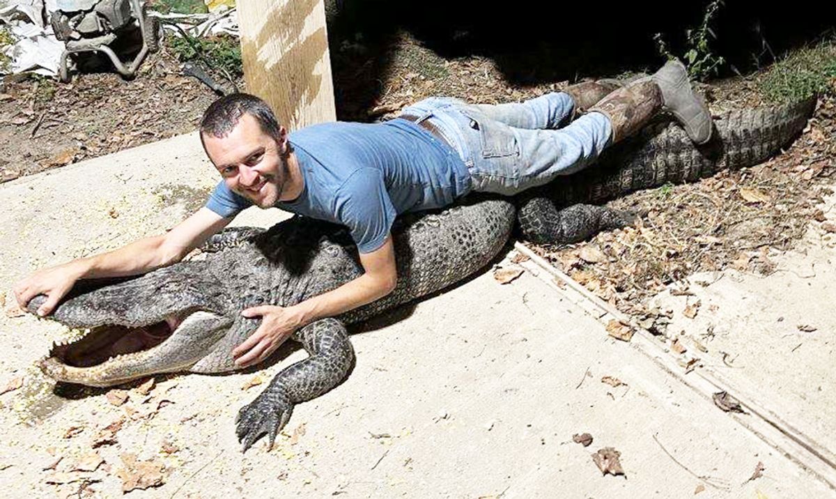 Lepanto man gets first Arkansas alligator