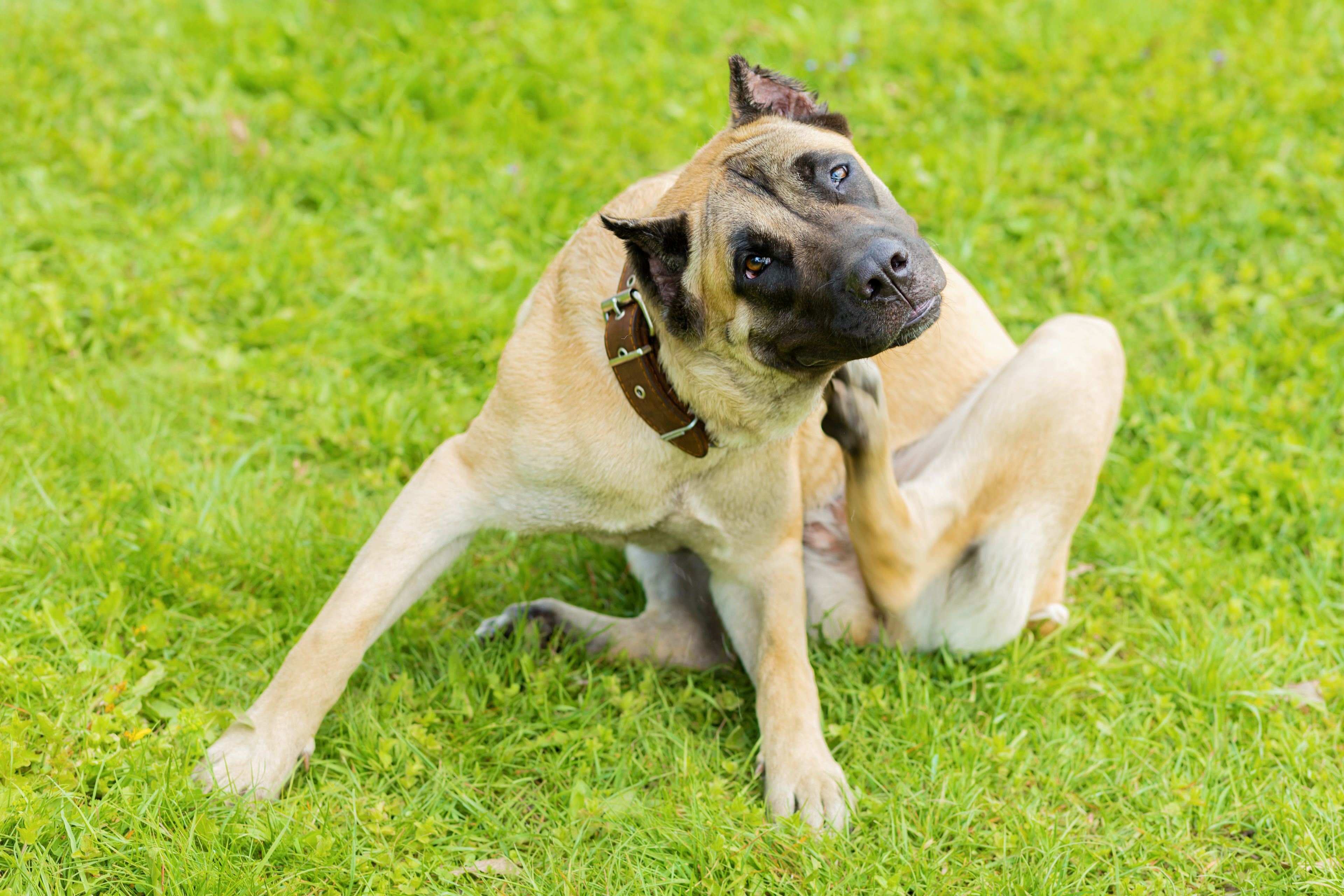 PET TALK: Help for itchy dogs