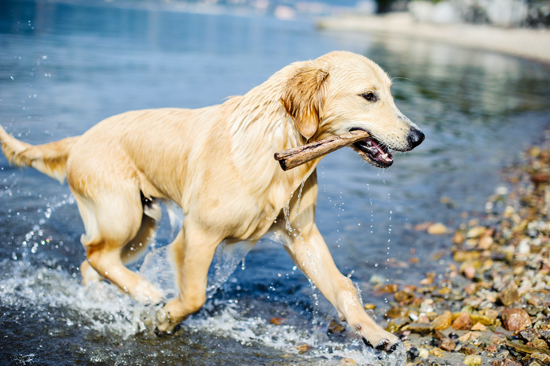 Holiday weekend at the lake with your dog