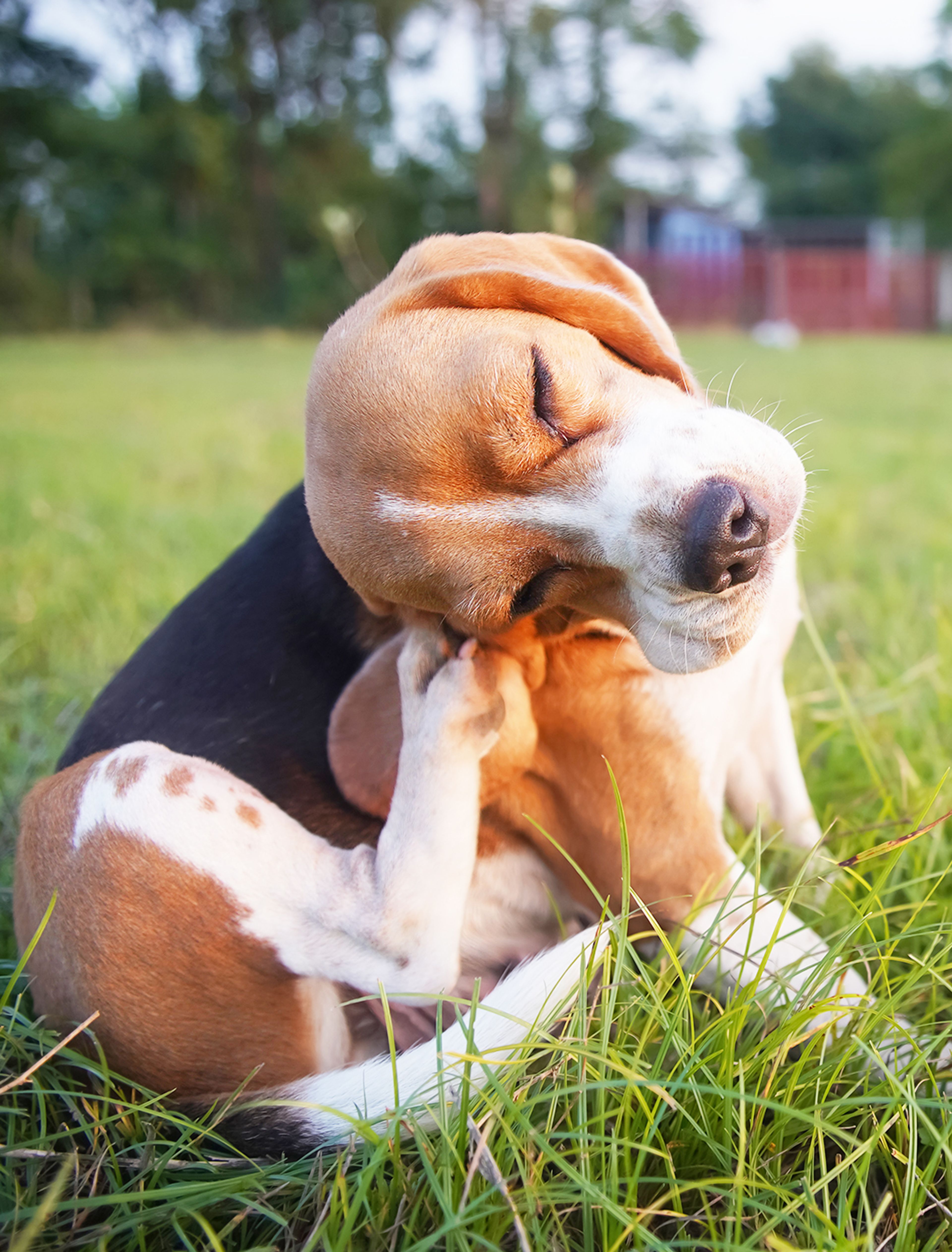 Tips for treating fleas and ticks in your yard and home