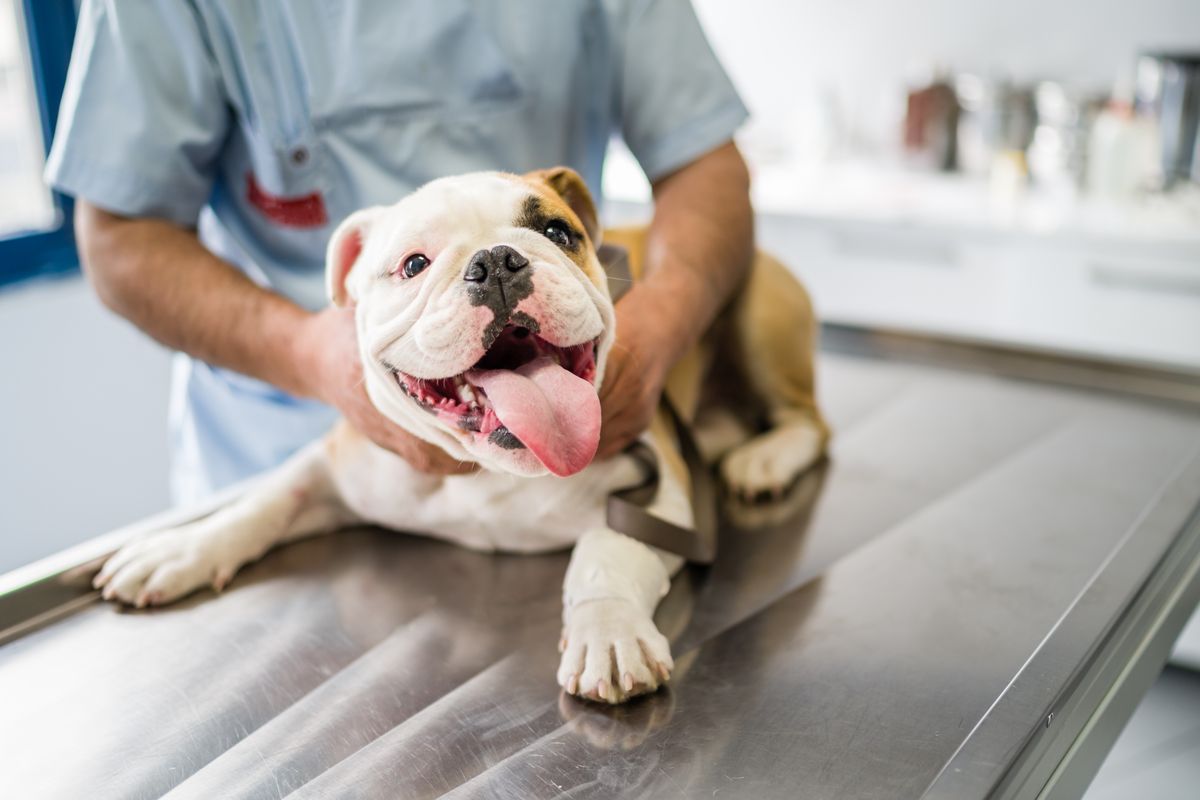Yearly physical exams are vital for your pets’ health