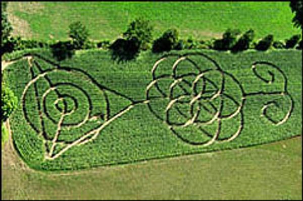 Maize Racks New Hampshire Corn Mazes
