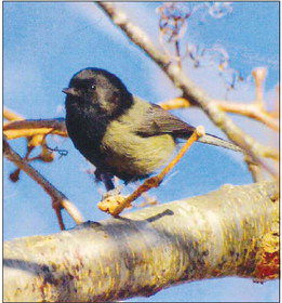 Capped Melanistic black-capped chickadee indeed a rare sight