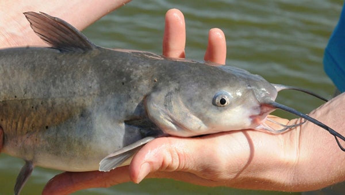 Free catfish rodeo for youth set for June 7