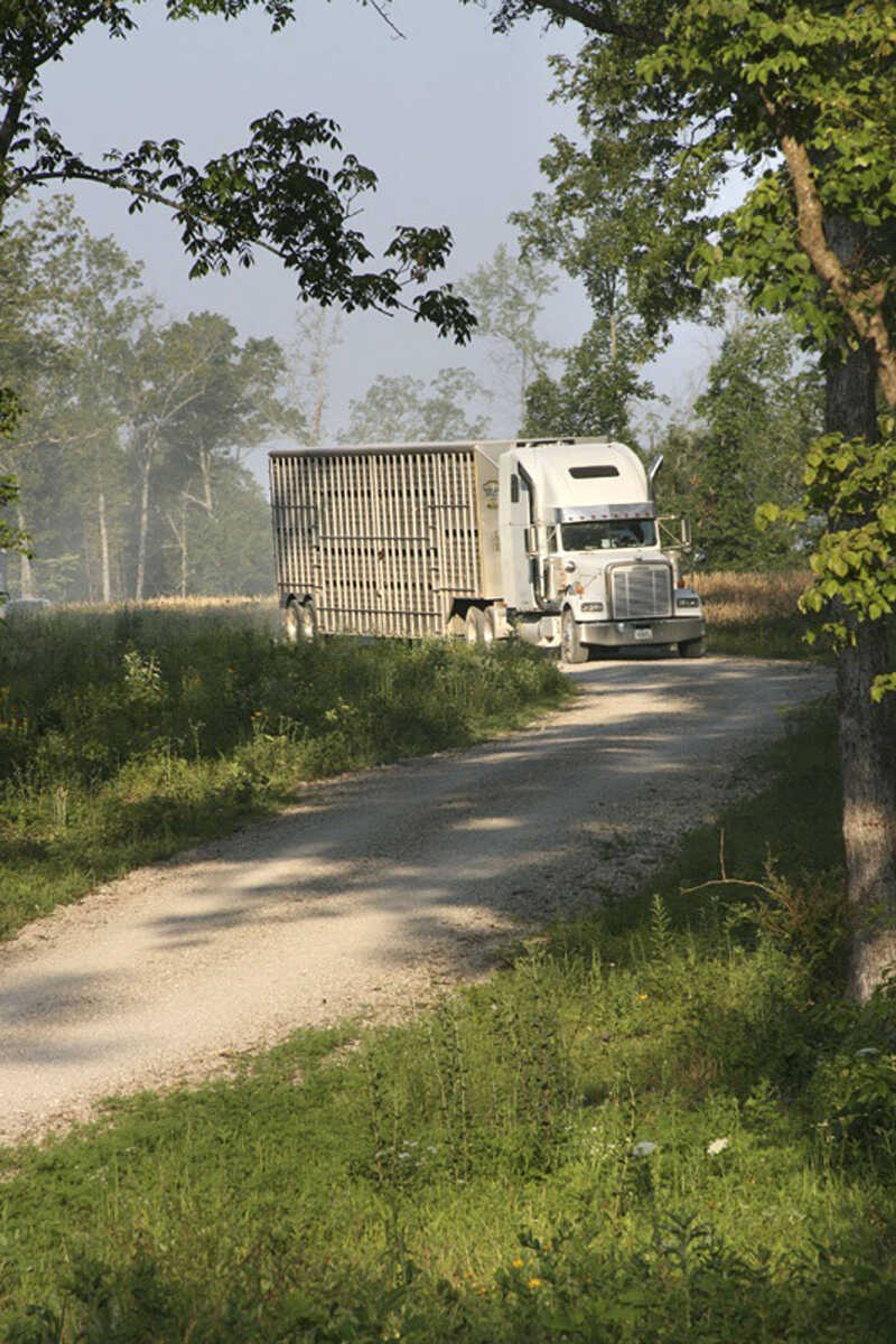 The truck arrives at Peck Ranch Conservation Area at 6:30 a.m. on Saturday, May 19, carrying 35 new elk that make up a second portion of Missouri's new elk herd. (Missouri Department of Conservation photo by AJ Hendershott)