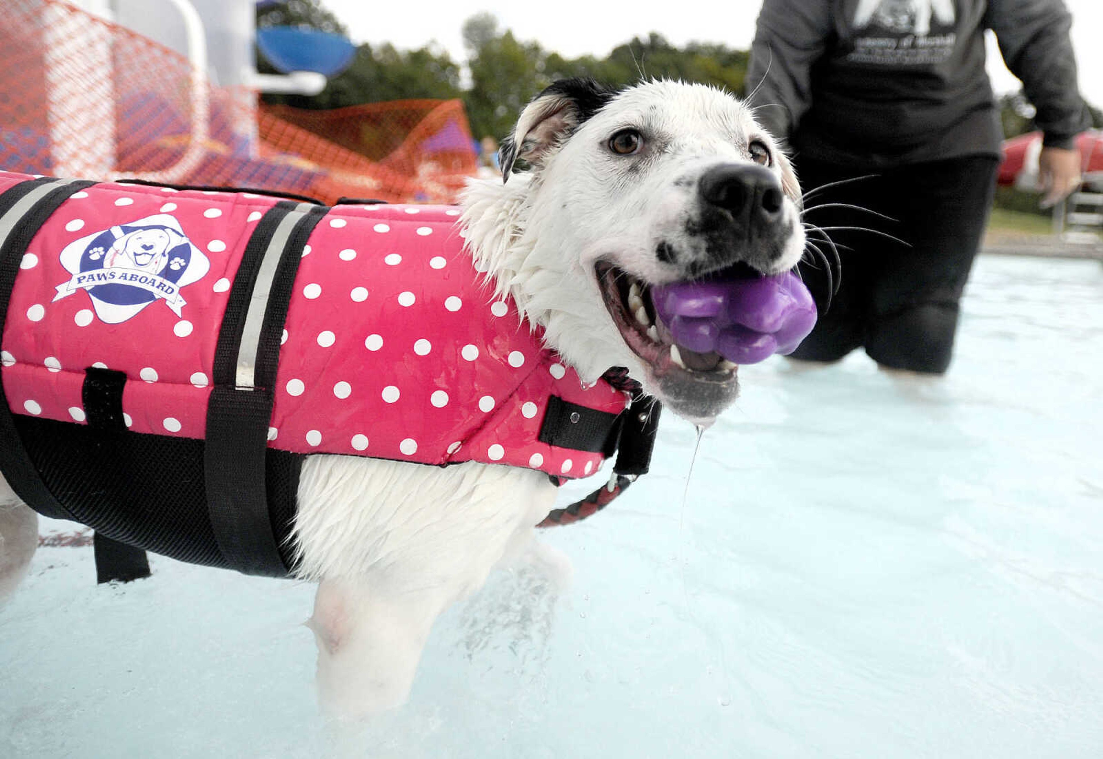 LAURA SIMON ~ lsimon@semissourian.com

Doggy Swim Day at Cape Splash, Sunday, Sept. 27, 2015, in Cape Girardeau. Leashed dogs got to swim and play in the lazy river and swimming pools with their owners. Proceeds from event benefit the Cape Girardeau Parks and Recreation Foundation.