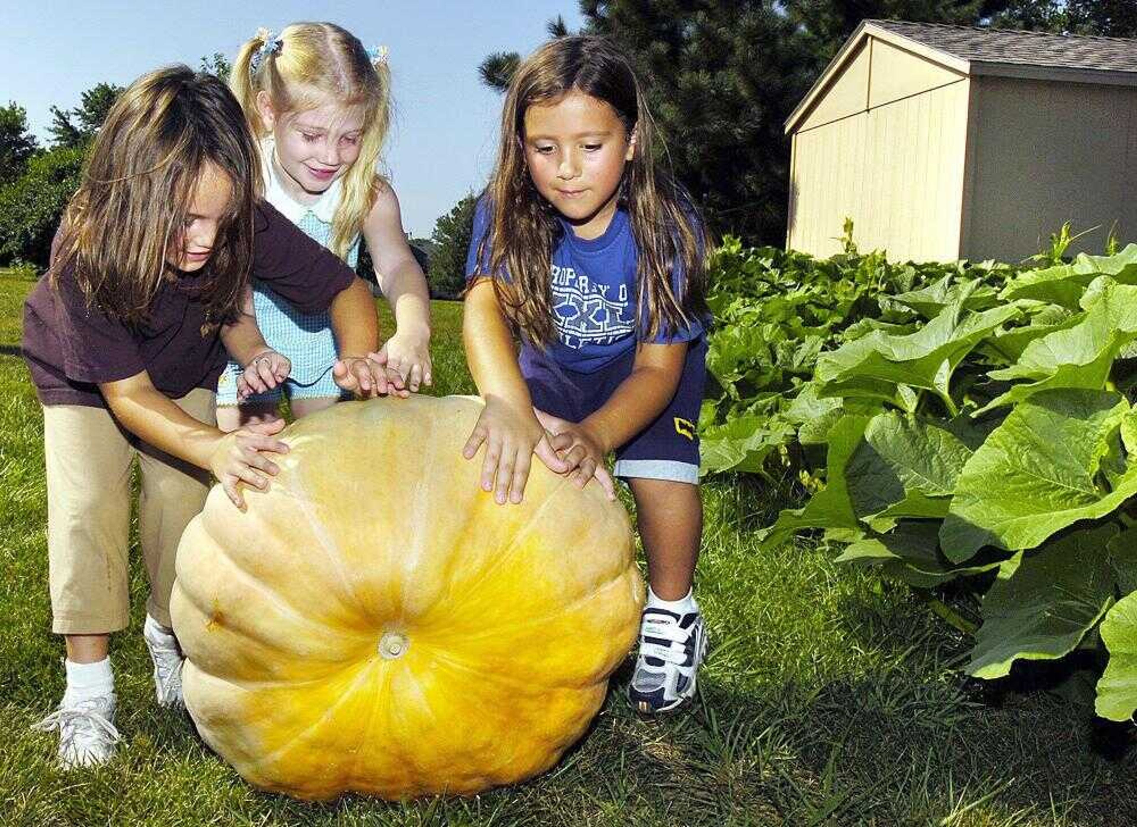 Breana Hoover, 5, Marissa Gertz, 6, and Macey Hoover, 7, from left, rolled a pumpkin from a pumpkin patch to a pickup truck Aug. 7 in Sedalia, Mo. It was one of three pumpkins the girls selected as entries in the Missouri State Fair's largest pumpkin contest. (SYDNEY BRINK ~ Sedalia Democrat)