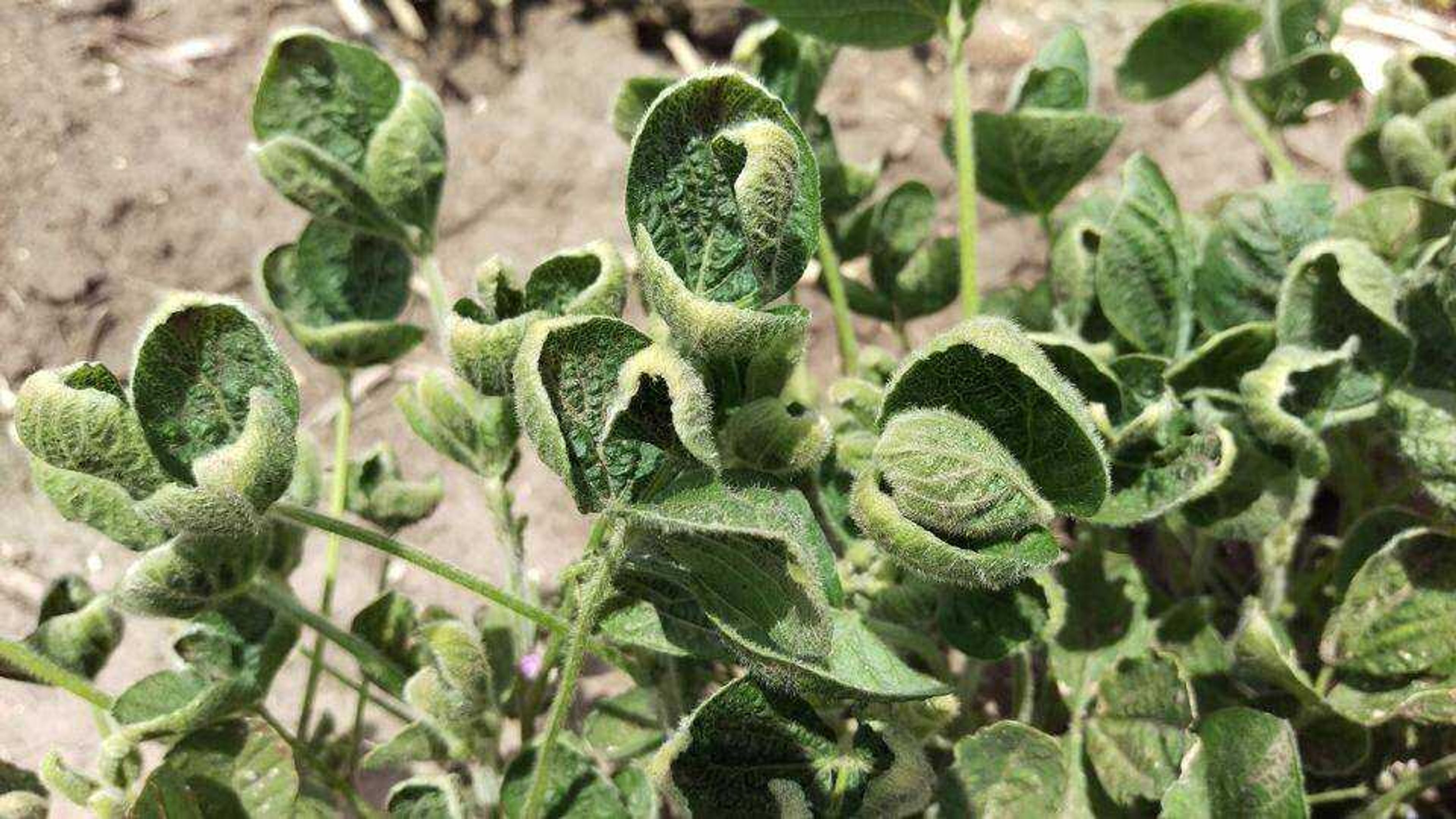 Leaves "curled" by Dicamba exposure.