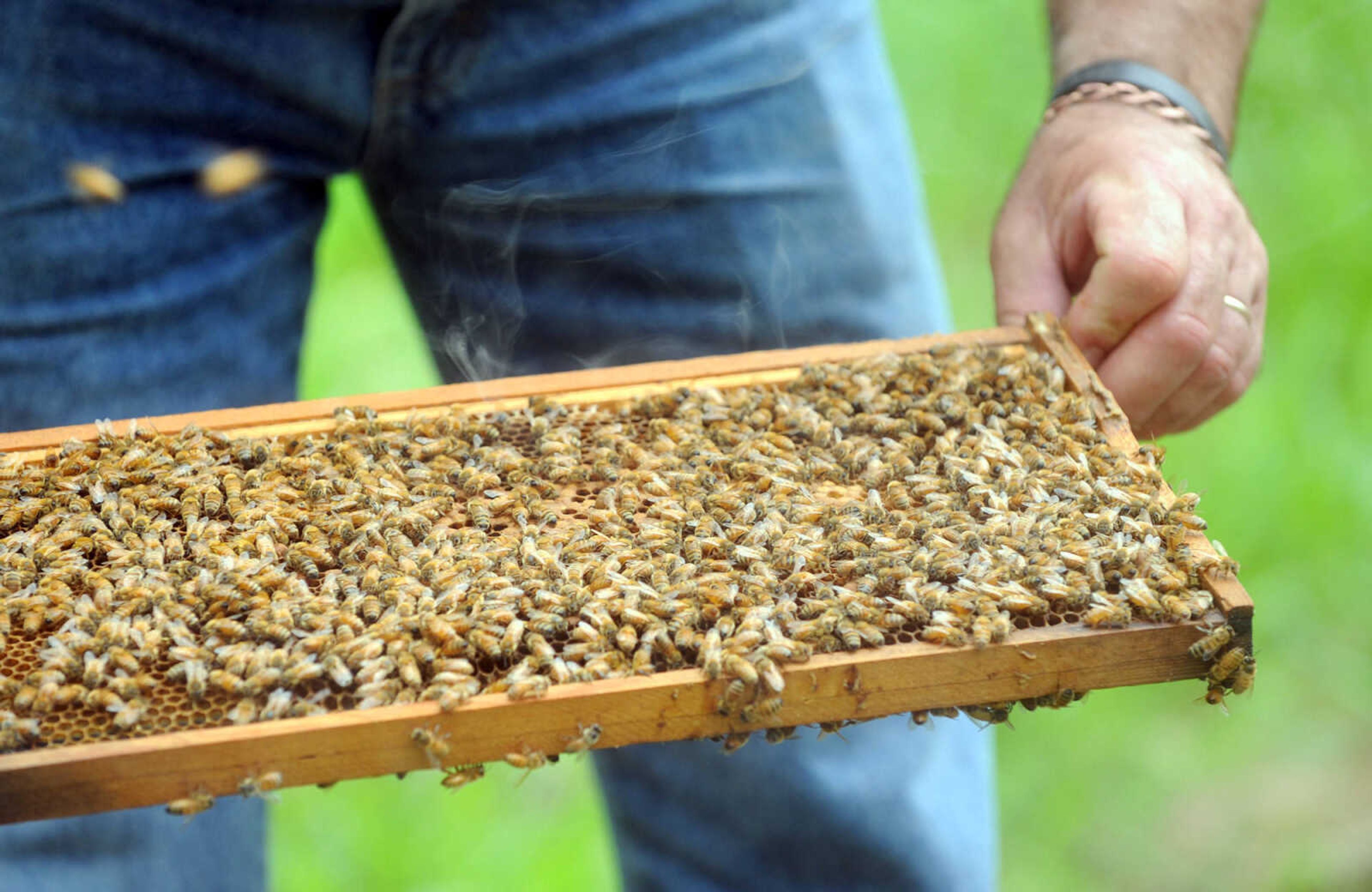 LAURA SIMON ~ lsimon@semissourian.com

Grant Gilliard checks on his beehives in Cape Girardeau County.