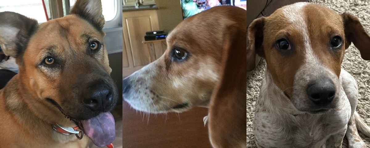 The lucky ones get to have a dog ... or three