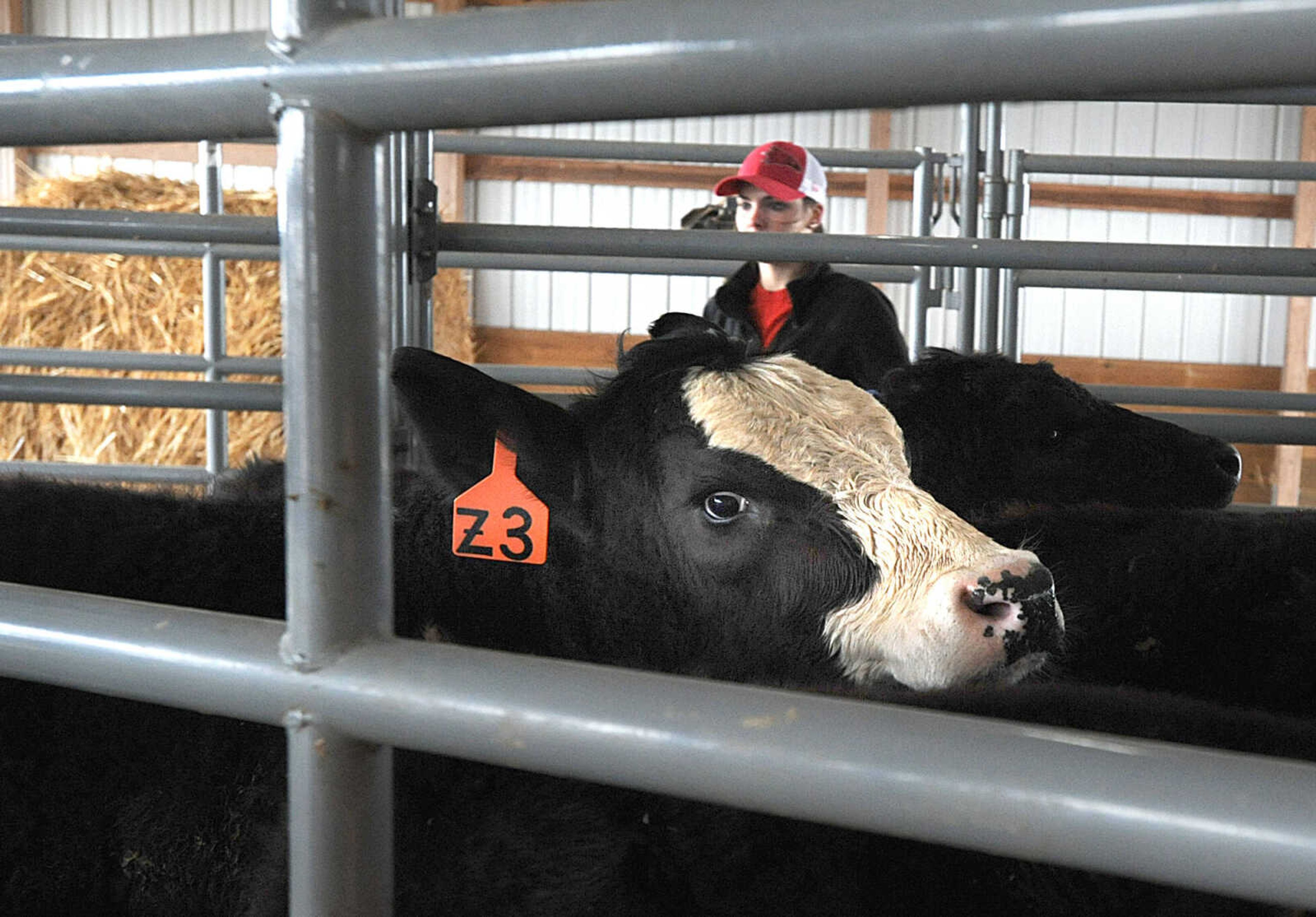 LAURA SIMON ~ lsimon@semissourian.com

A calf waits in line to receive tags, a weaning device and vaccines at the Southeast Missouri State University's David M. Barton Agriculture Research Center in Gordonville.