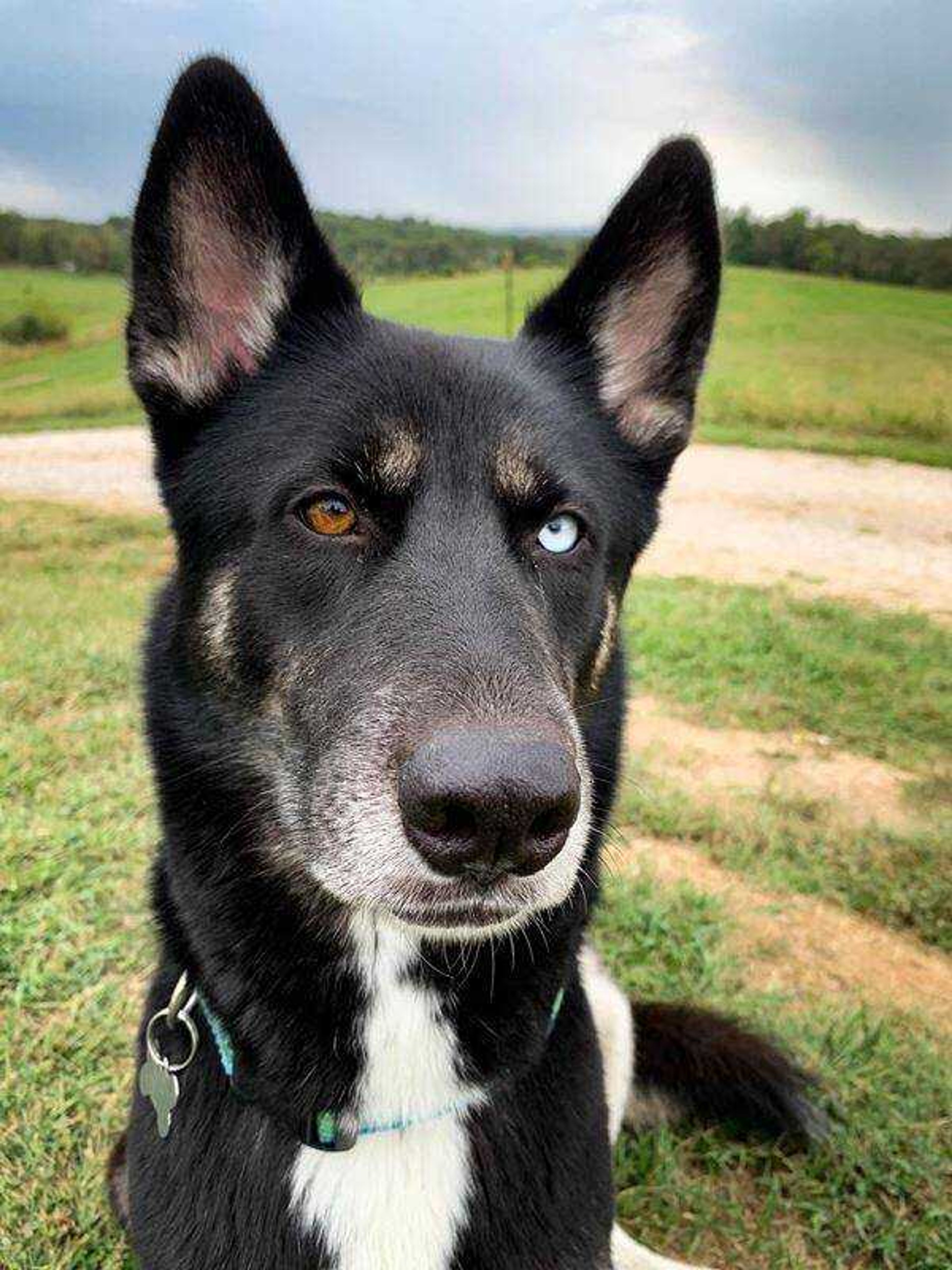 Selah Grace&nbsp; -&nbsp; German Shepherd Husky mix - and the SWEETEST girl!