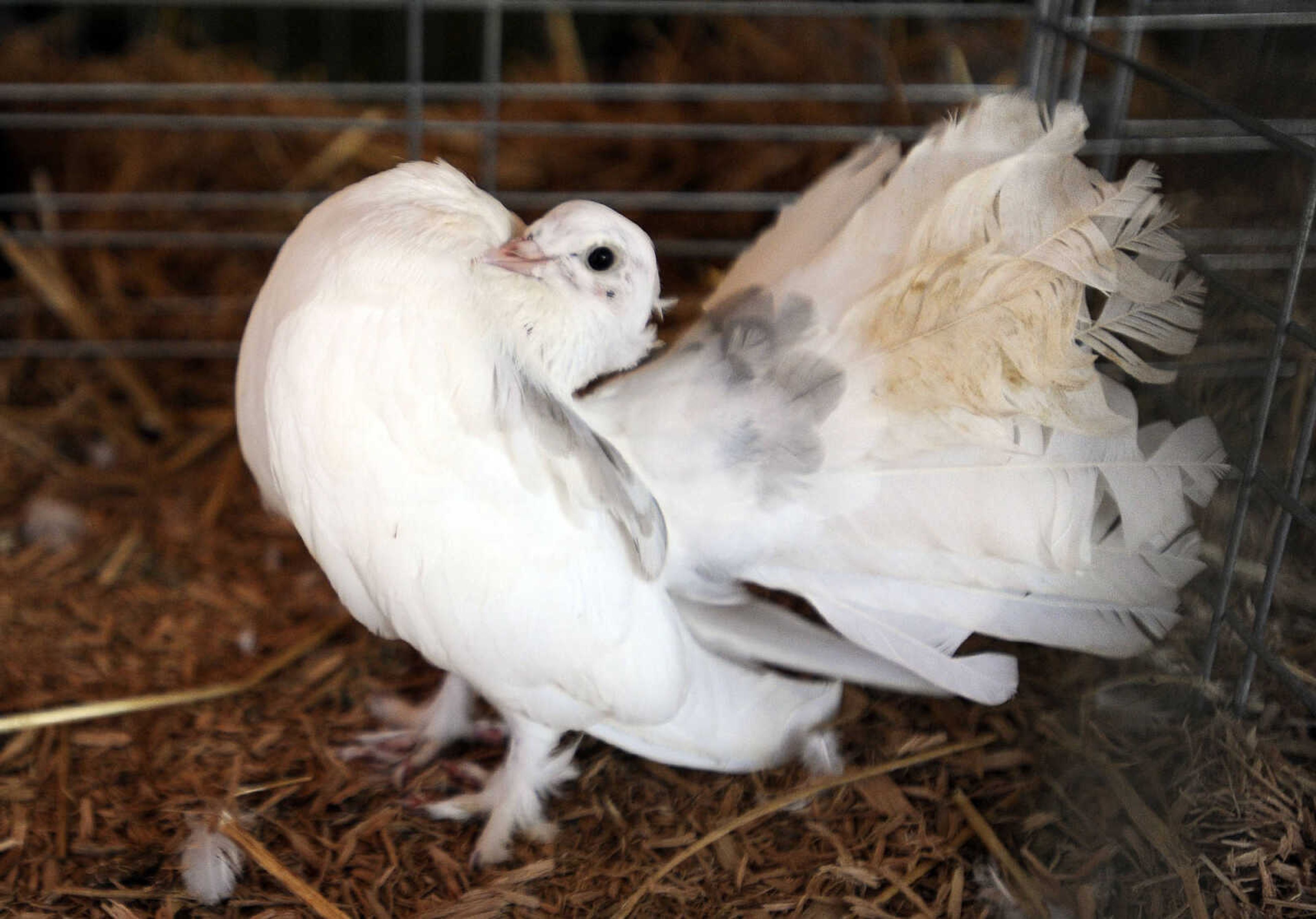 LAURA SIMON ~ lsimon@semissourian.com

The SEMO District Fair continues on Monday, Sept. 12, 2016, at Arena Park in Cape Girardeau.