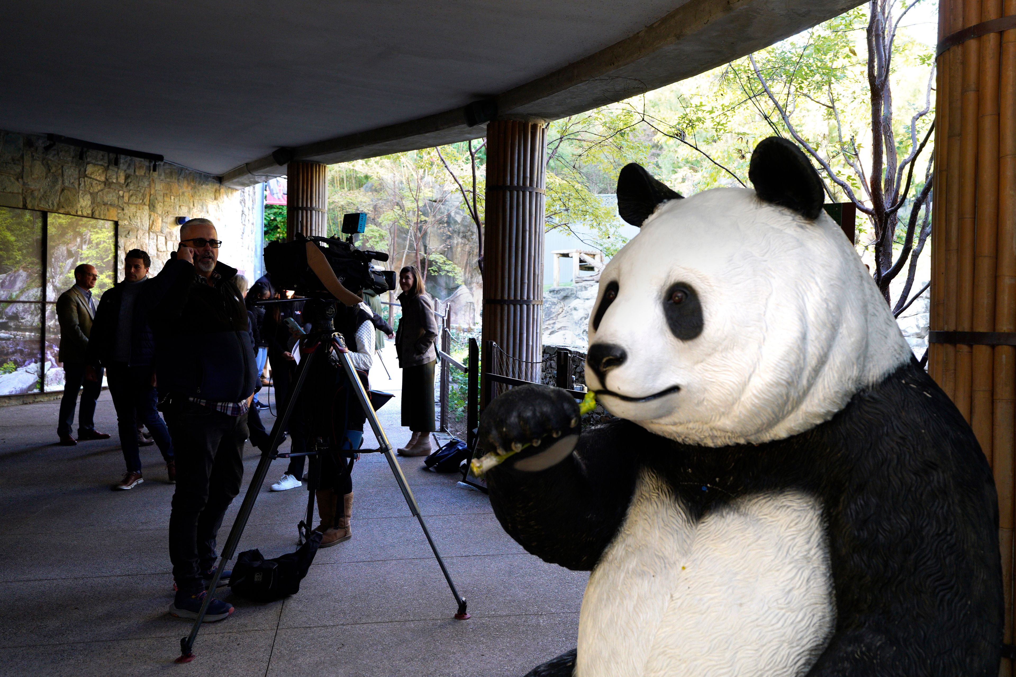 Smithsonian's National Zoo and Conservation Biology Institute (NZCBI) staff hold an event to media regarding the arrival of two giant pandas from China, male Bao Li and female Qing Bao, at the National Zoo, Wednesday, Oct. 16, 2024, in Washington. The newly arrived bears will be quarantined from the public for at least 30 days. (AP Photo/Yuri Gripas)