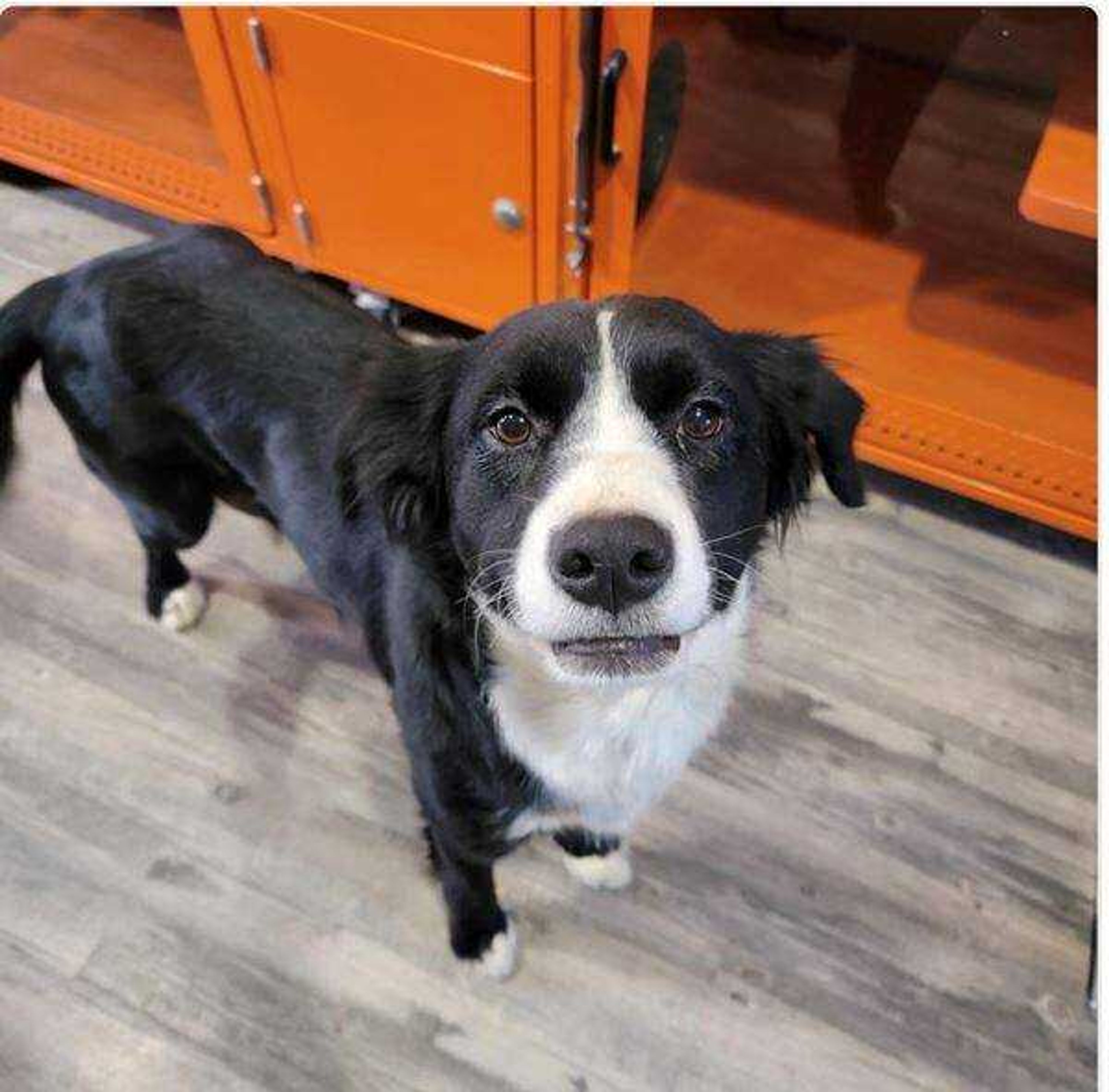 Maggie - Maggie is all smiles after being adopted from Southeast Missouri Pets. She's currently training for her therapy dog certification.