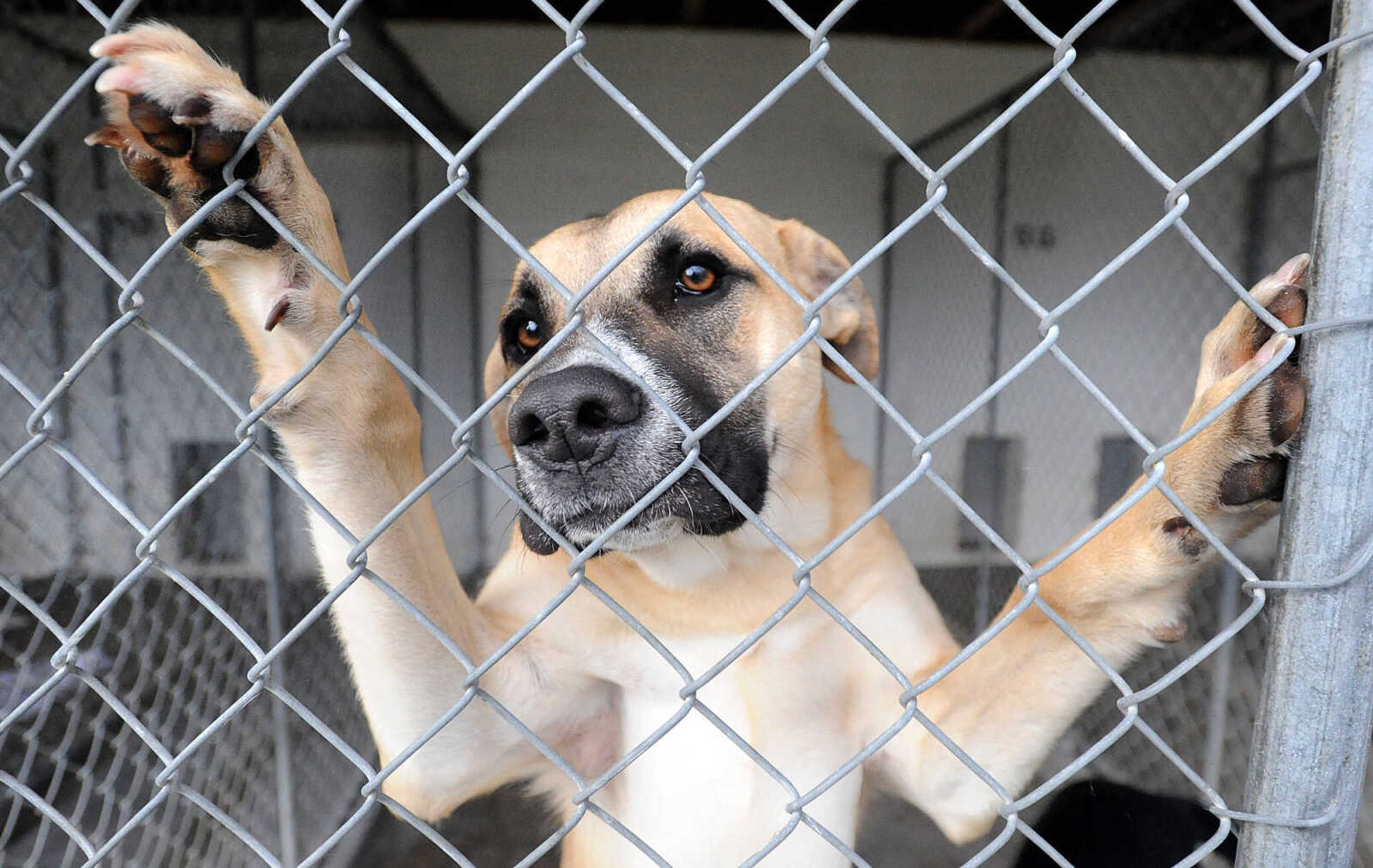 LAURA SIMON ~ lsimon@semissourian.com

Dixie, a Labrador and Retriever mix, is up for adoption at the Humane Society of Southeast Missouri.