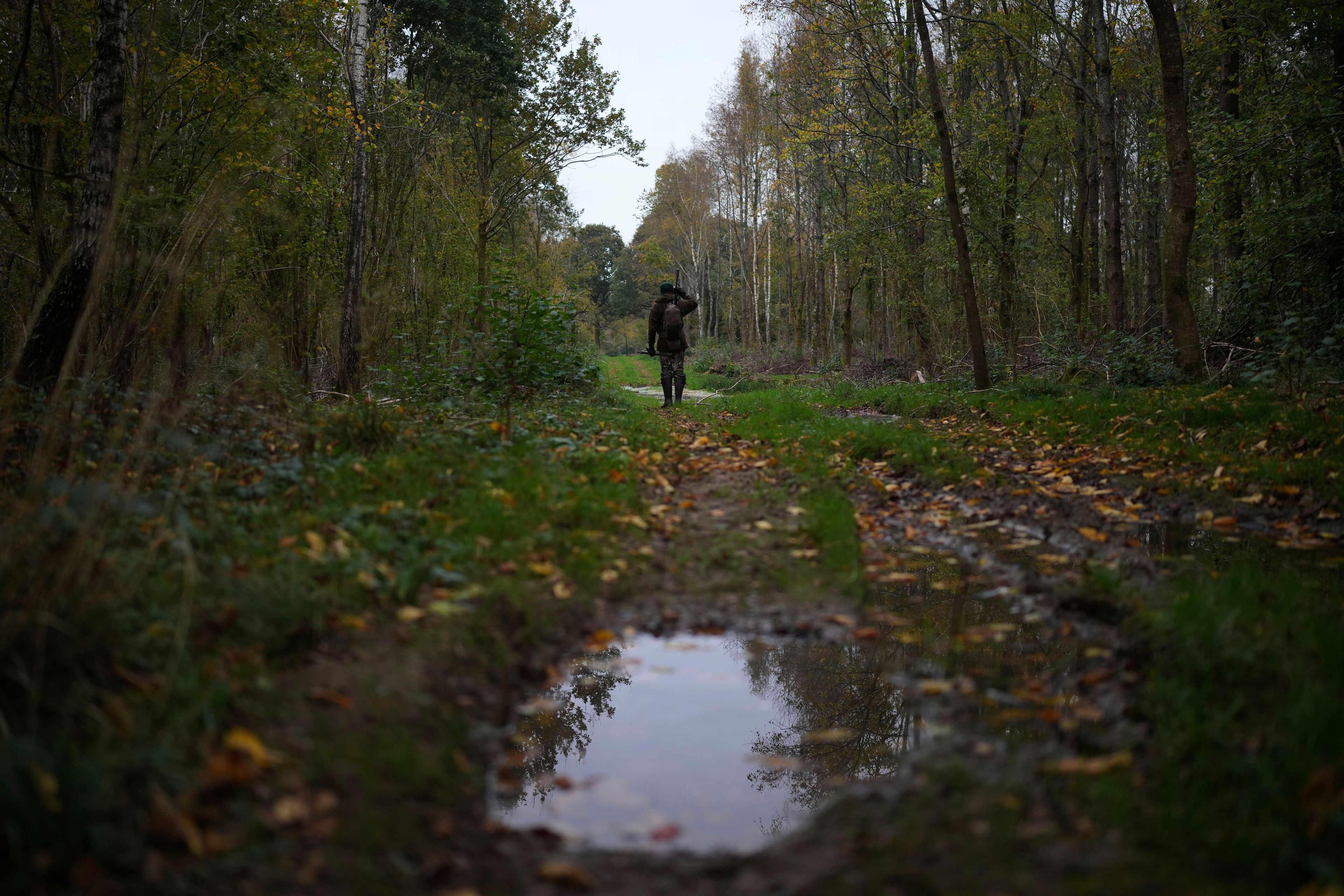 Martin Edwards, Head of Deer and Woodland Management at BASC (The British Association for Shooting and Conservation), looks for a deer in a woods at Tichborne, east of Winchester in Hampshire, England, Monday, Nov. 4, 2024. Wild deer numbers have dramatically multiplied in recent decades and there are now more deer in England than at any other time in the last 1,000 years, according to the Forestry Commission, the government department looking after England's public woodland.(AP Photo/Kin Cheung)