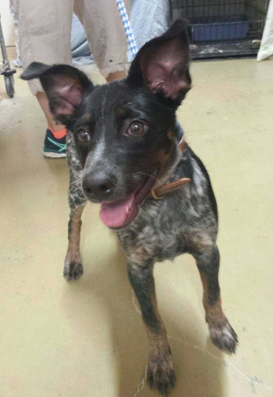 Adopt Olive Safe Harbor