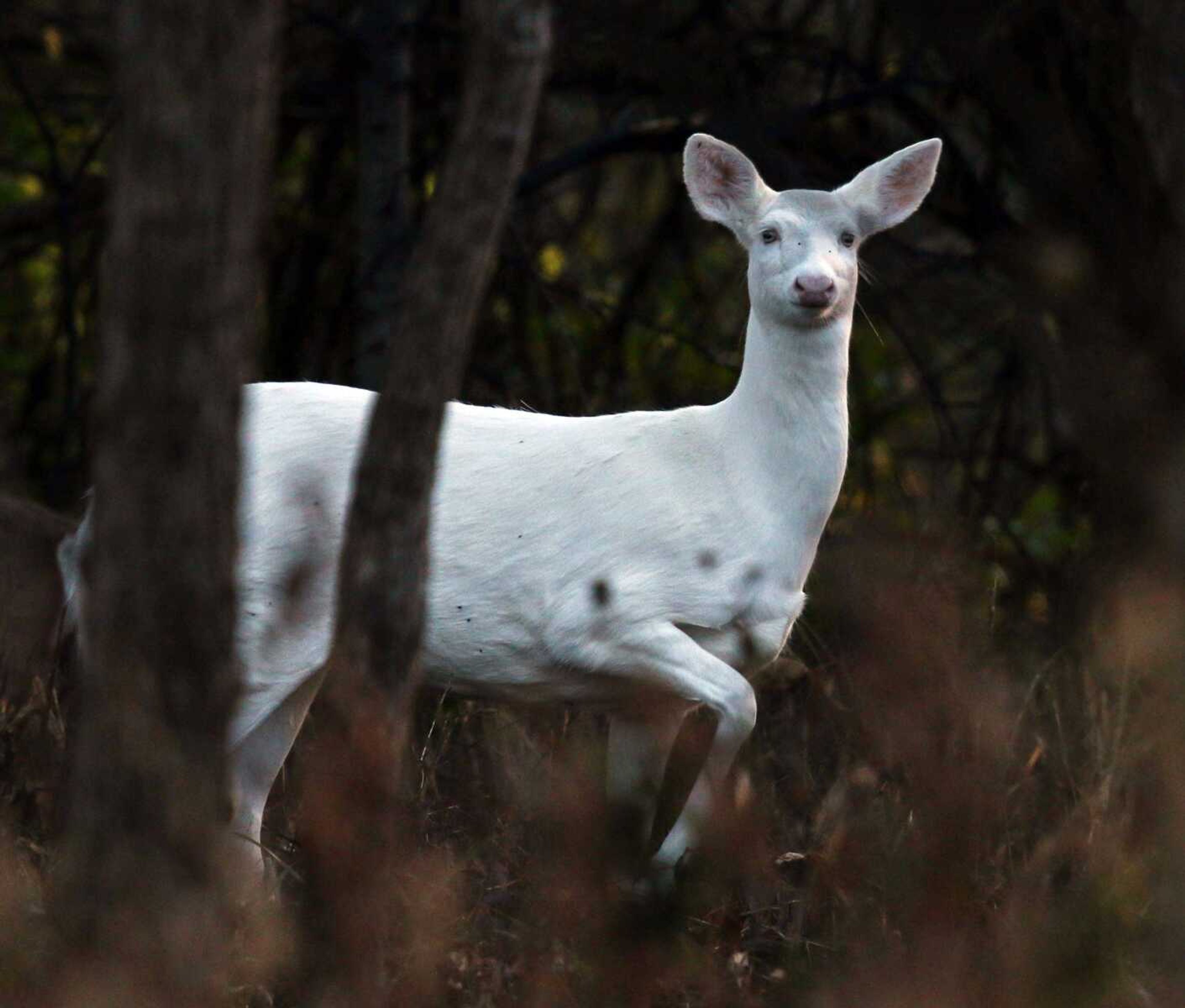 This female albino deer was seen Saturday morning in Cape Girardeau. The doe likely is the offspring of a 10-point albino buck seen around the city for years until a local hunter legally killed it in December. (Photo submitted by Aaron Palmer)