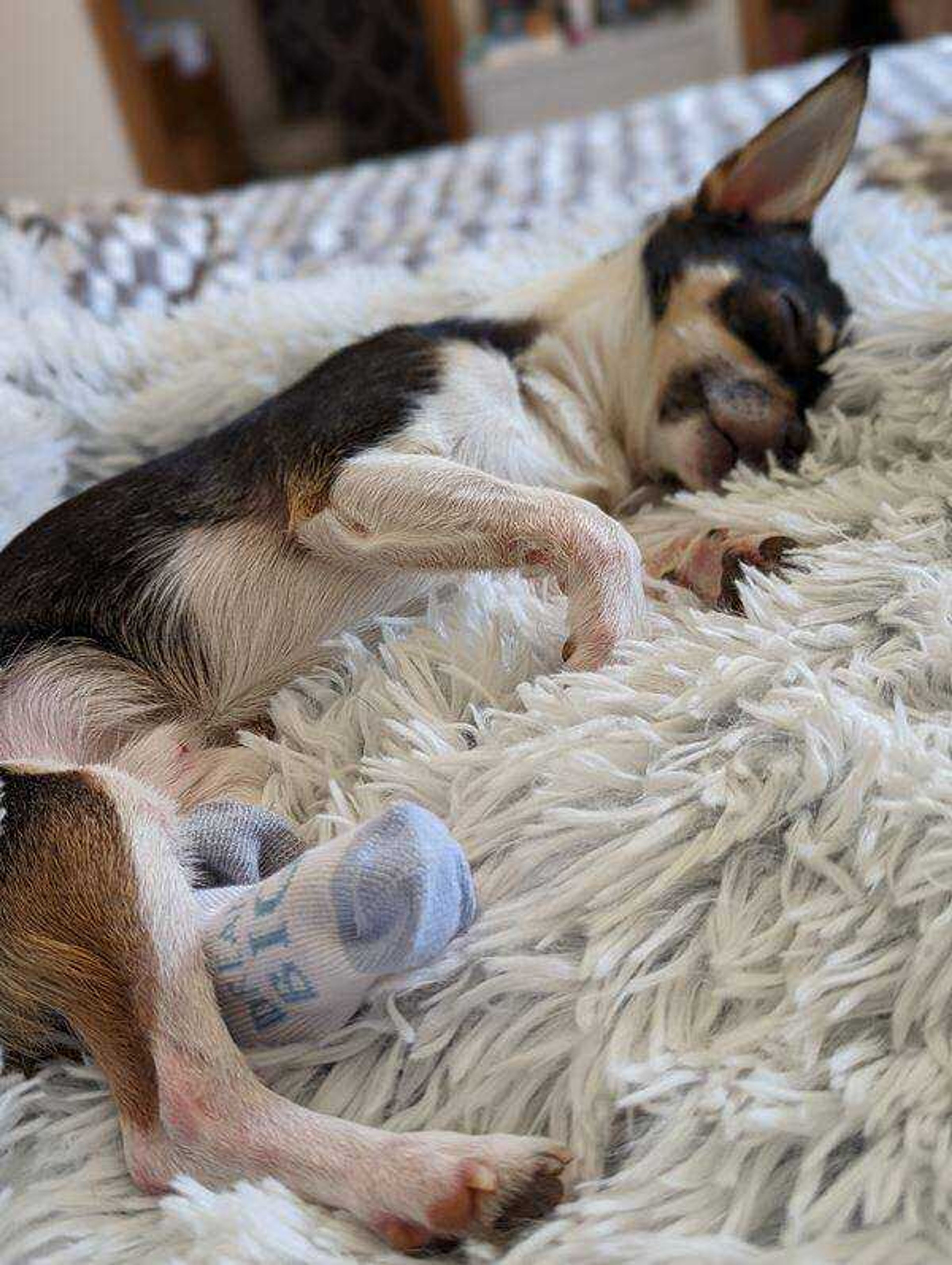 Sleeping Ollie - My Chihuahua taking a nap on his new blanket almost 1yr old